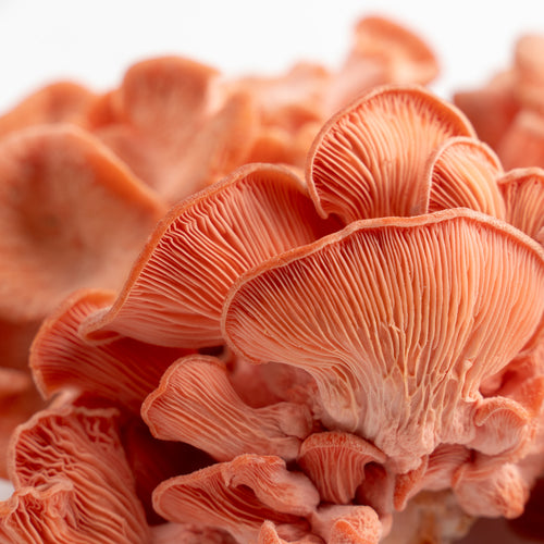 Pink Oyster Mushroom