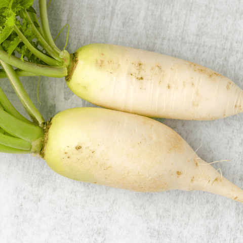 Daikon Radish