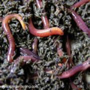 vermicompost 